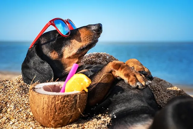 Urlaub mit Hund