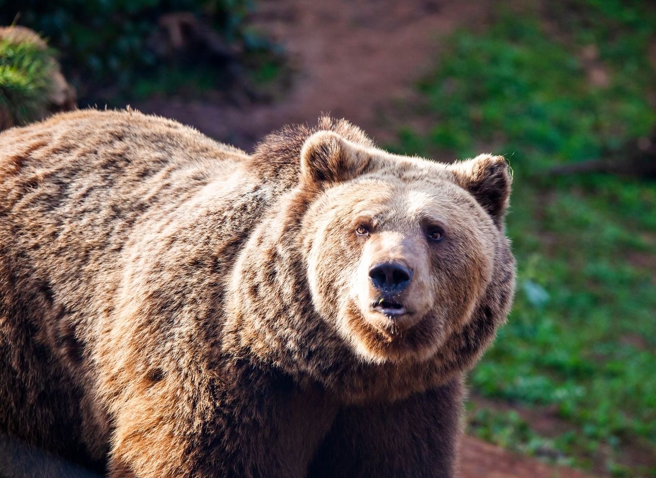 The Kuterevo Bear Refuge in Croatia